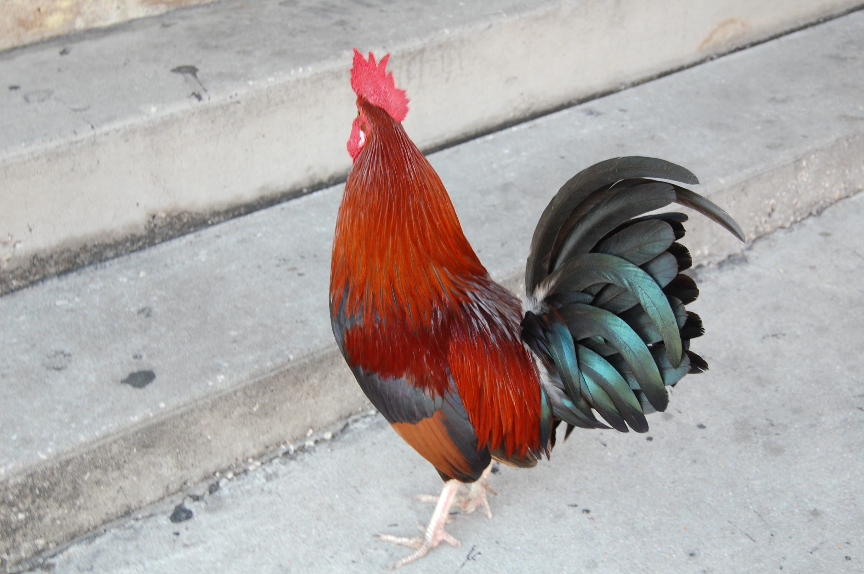 Rooster decoration